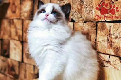 广州信息技术咨询服务、软件开发与通信信号技术推广服务 壹百业科技引领数字化创新